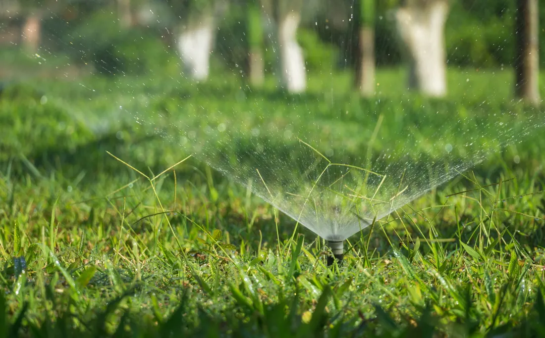 A pop-up sprinkler head watering thick green turf