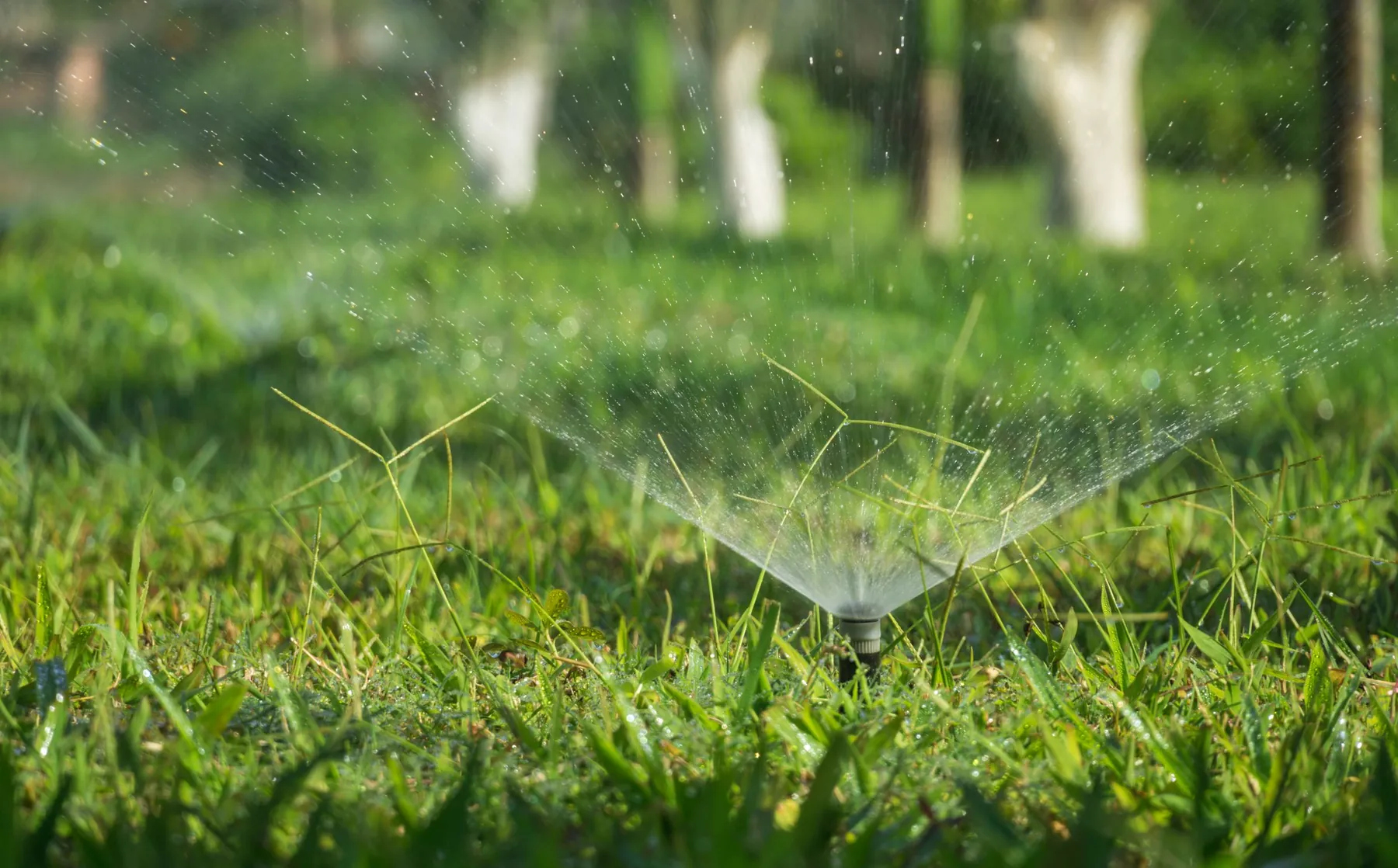 A pop-up sprinkler head watering thick green turf